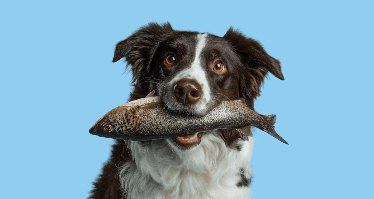Border Collie dog holding a fish, why your dog’s breath smells like fish and when to see a vet