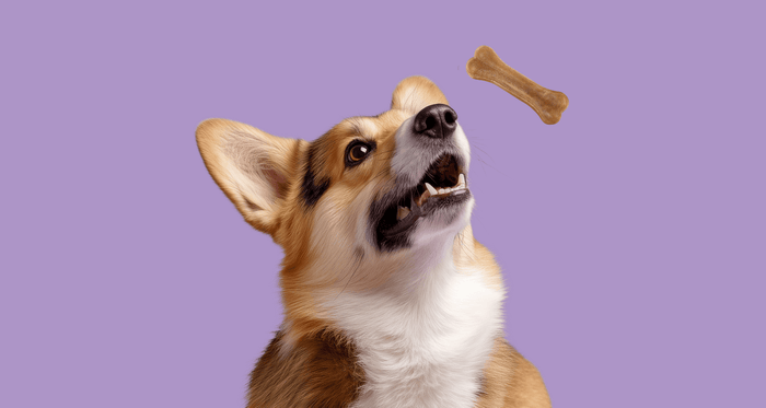 Corgi eyeing a tossed bone, why a dog won’t eat food but will eat treats