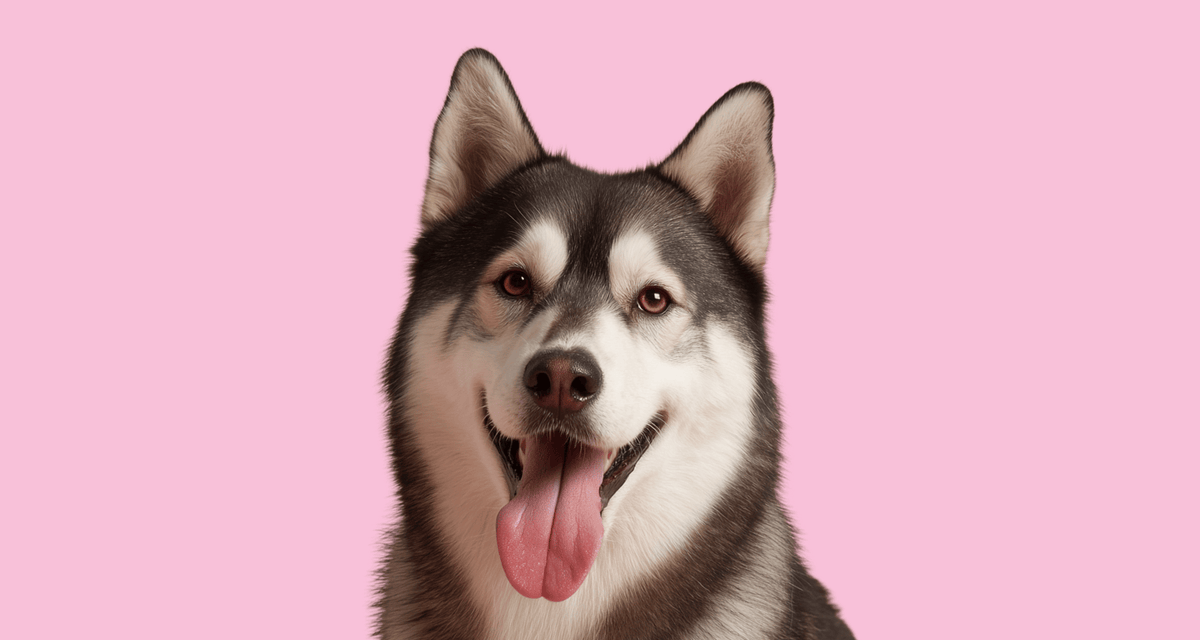 Husky panting with tongue out, why dogs pant so much and when to worry