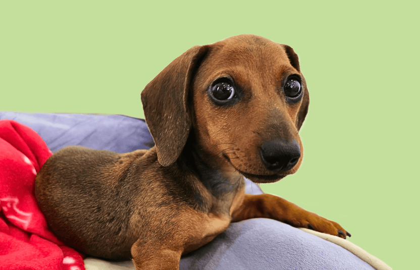 Dachshund puppy on a gray cushion with a green background