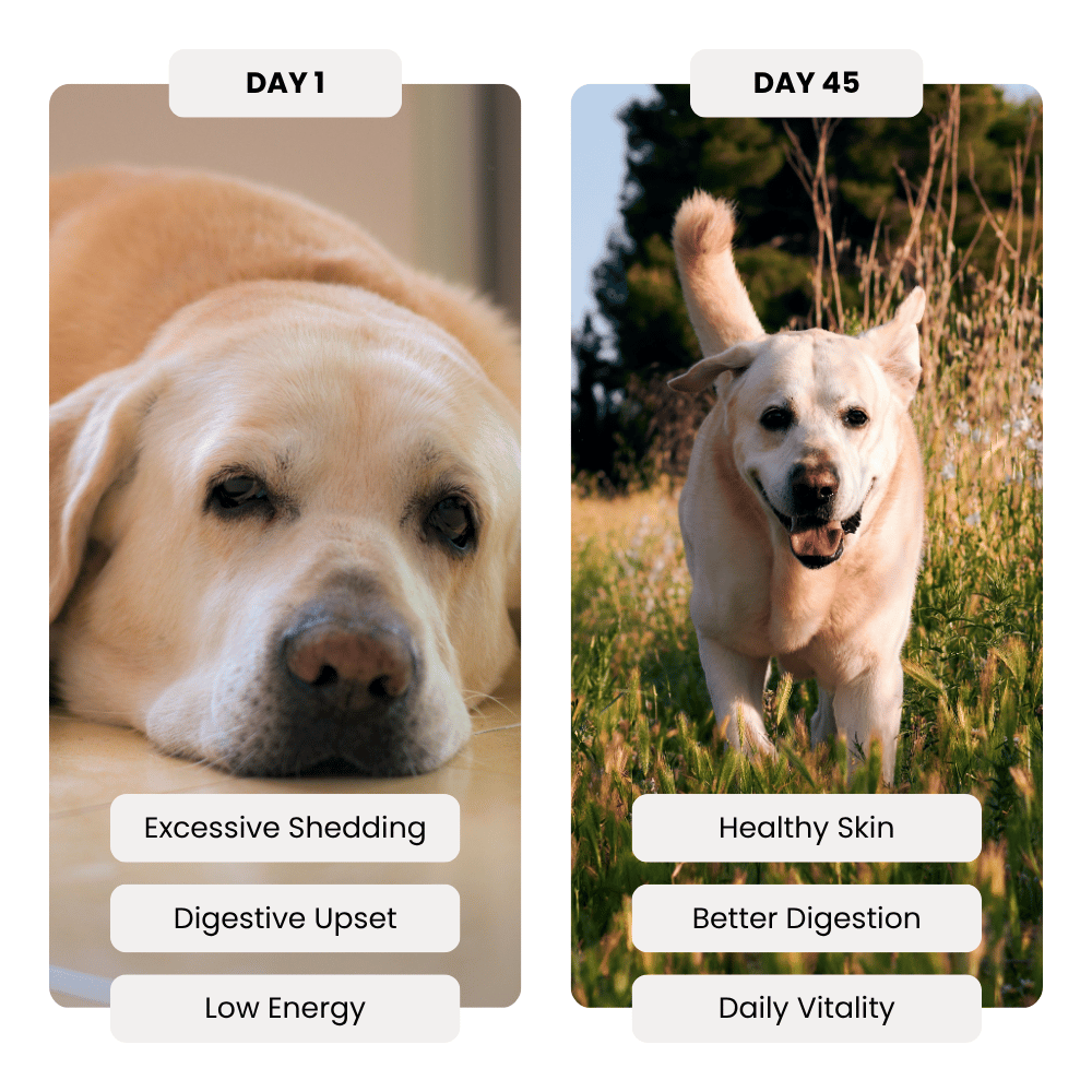 Before and after comparison of a dog's health improvement over 45 days, showing symptoms and benefits.