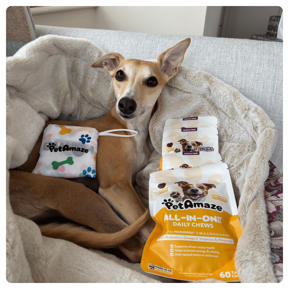 Dog sitting on a couch with Pet Amaze pet products