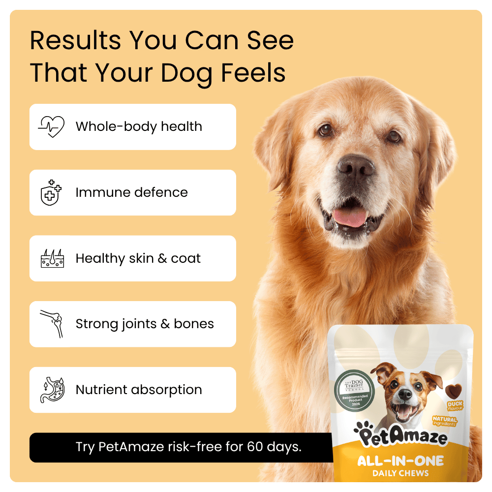 Golden Retriever dog alongside a list of benefits for dogs from using PetAmaze All-in-One Daily Chews