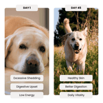 Before and after comparison of a dog's health improvement over 45 days, showing symptoms and benefits.