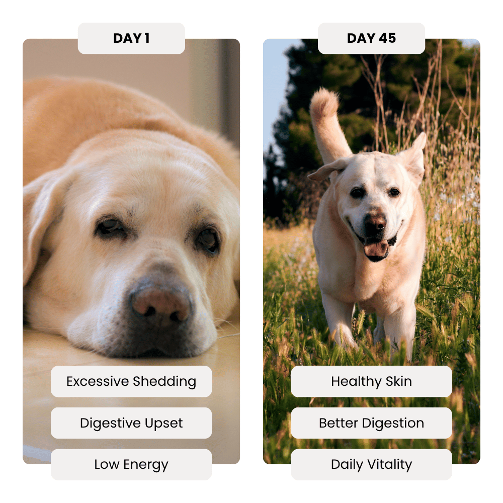 Before and after comparison of a dog's health improvement over 45 days, showing symptoms and benefits.
