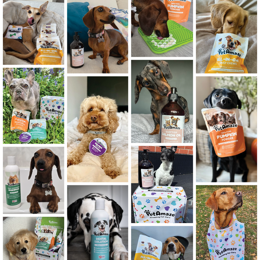 Collage of dogs with PetAmaze products in various settings