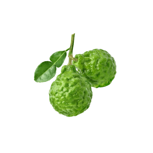 Two green bergamot fruits with leaves on a white background