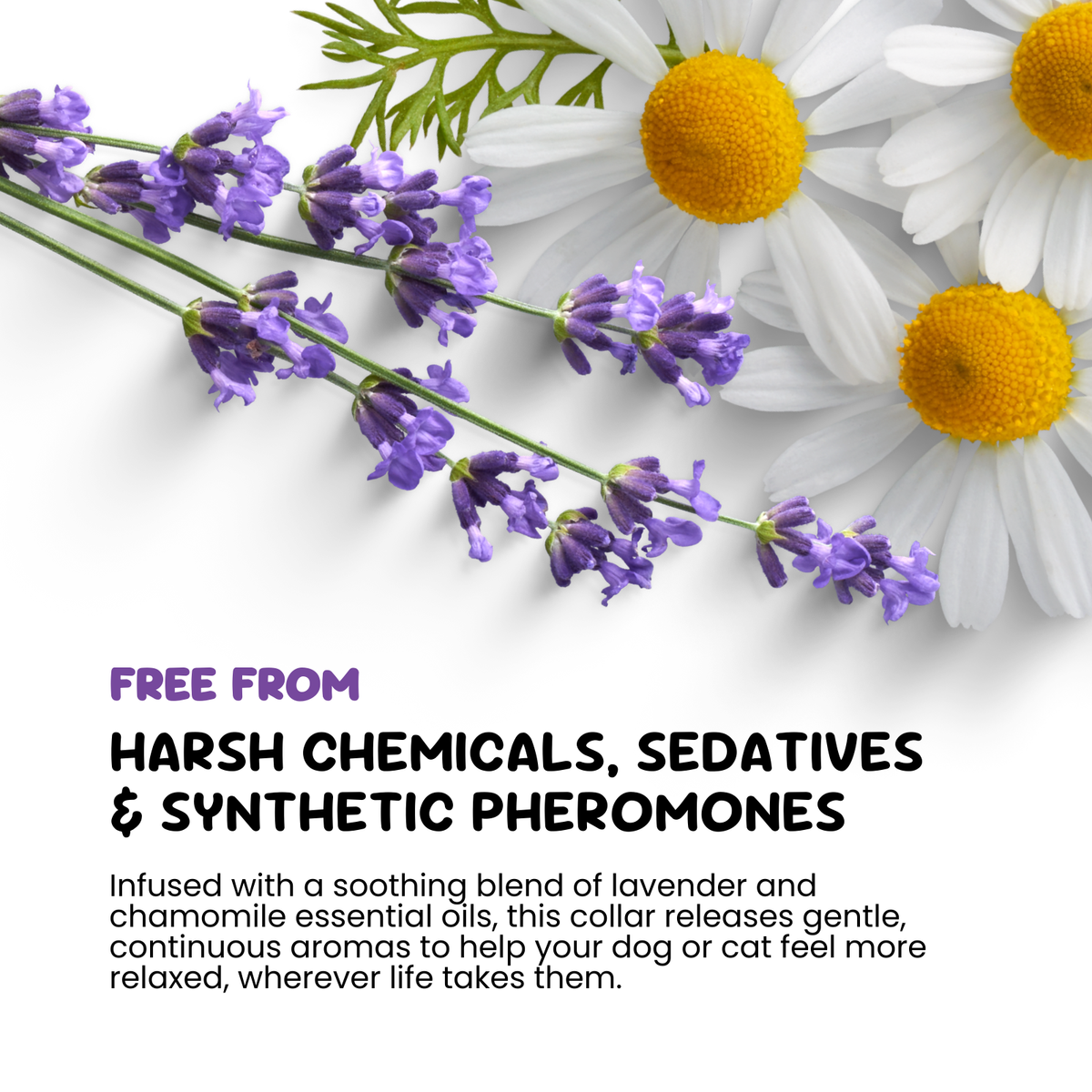Lavender and chamomile flowers with text about a collar free from harsh chemicals and sedatives.