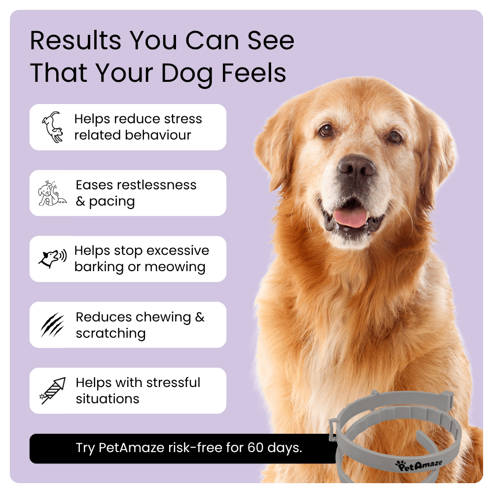 Dog with a product and text about its benefits on a purple background