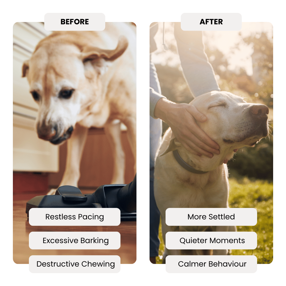 Before and after comparison of a dog with behavioral issues and improved behavior, with text labels on each side.