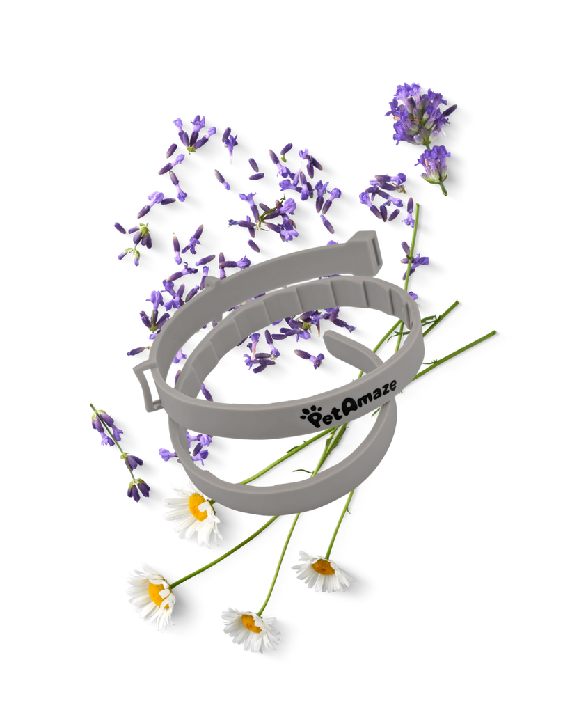 Gray calming collar with lavender and chamomile flowers on a white background