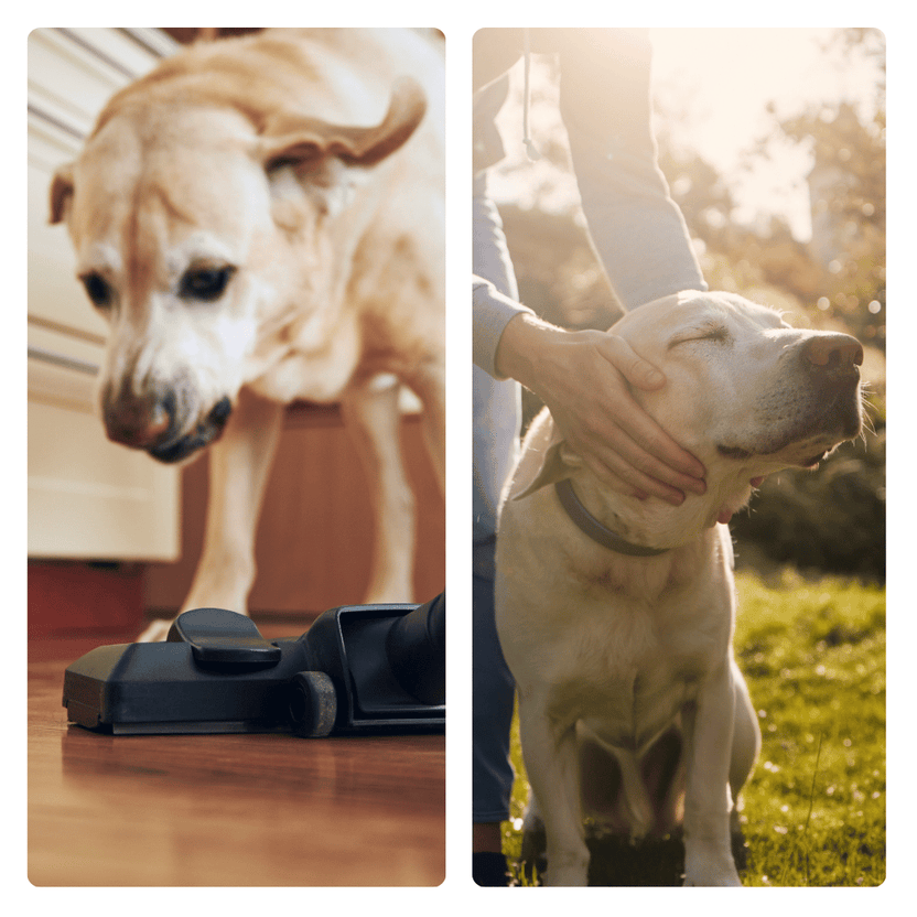 Two images of a dog: one on a wooden floor with a black object, the other being petted outdoors.