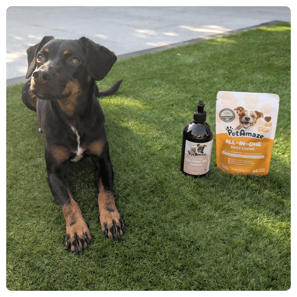 Dog sitting outdoors next to PetAmaze scottish salmon oil and all in one daily chews