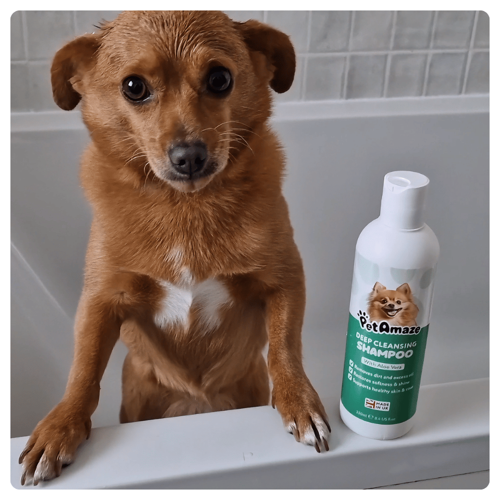 Dog in a bathtub with a bottle of Pet Amaze shampoo next to it