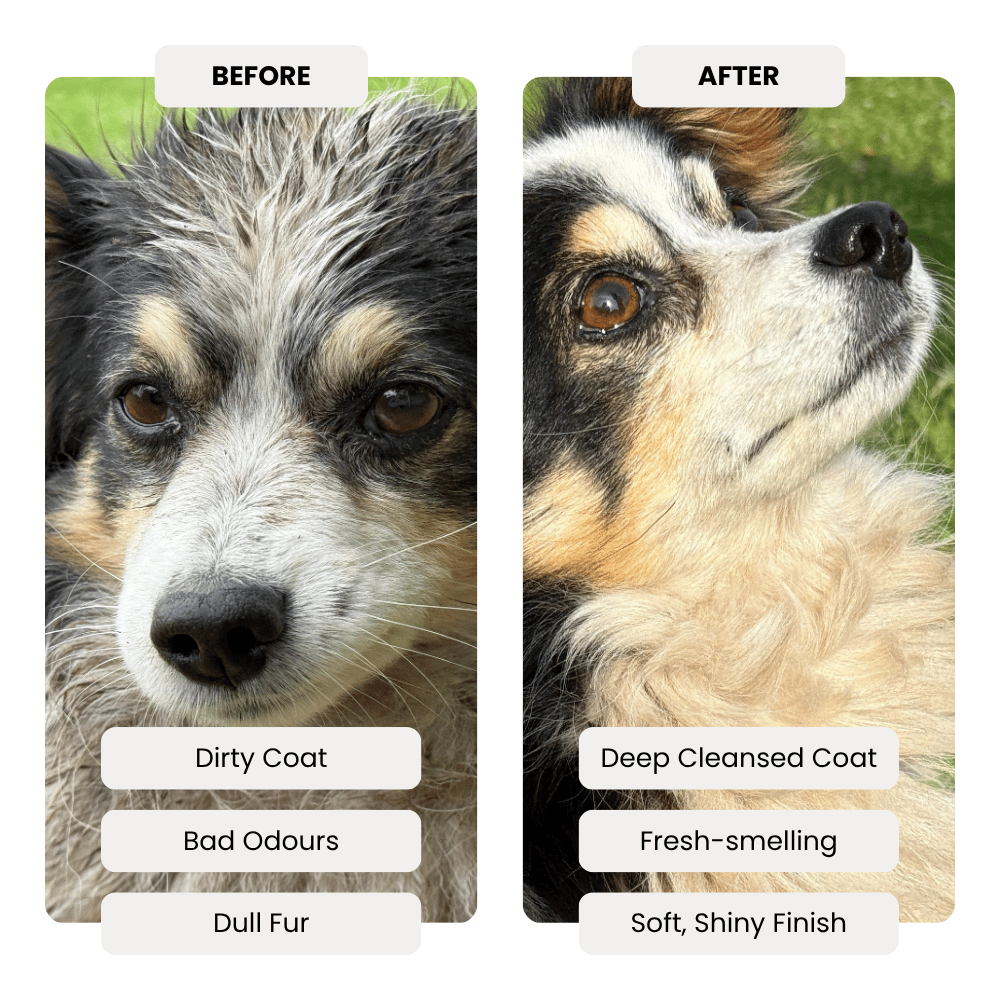 Before and after comparison of a dog's coat with text labels on a green background.