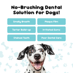 Dog with text about no-brushing dental solution for dogs on a light blue background with bones.