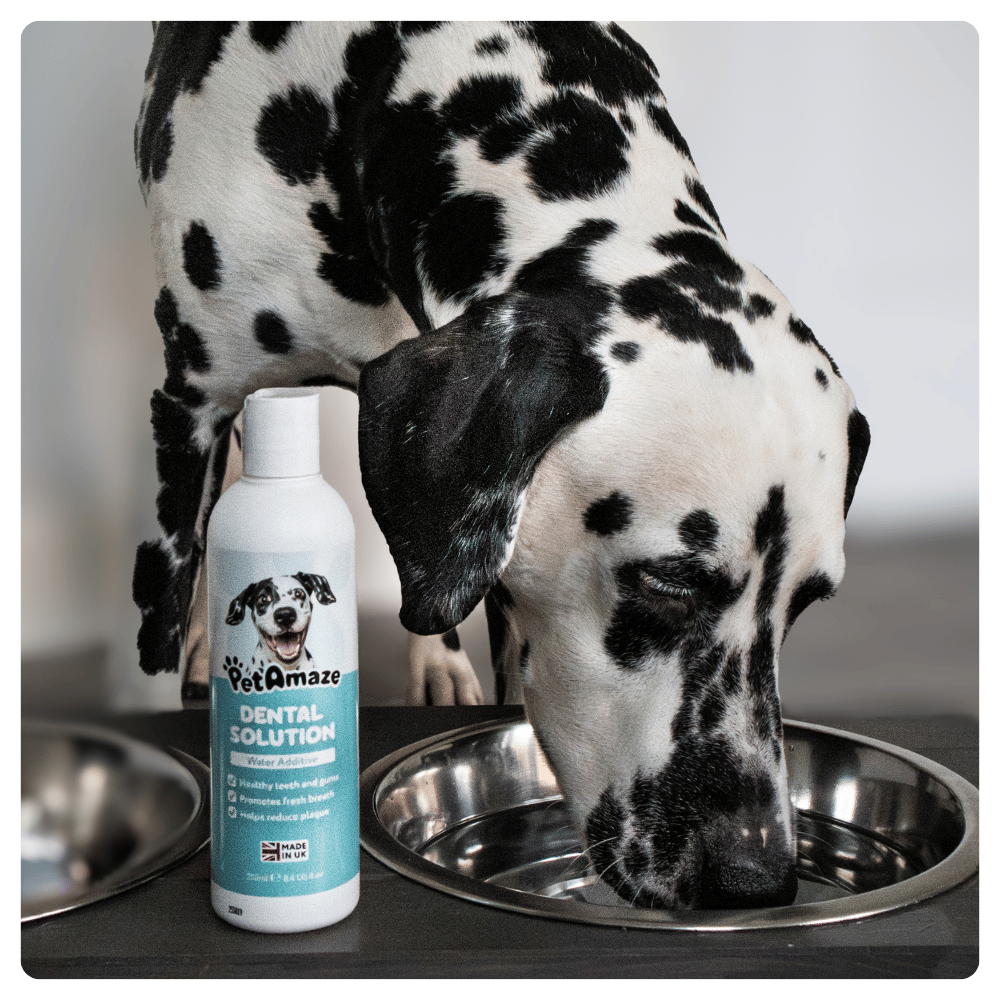 Dalmatian dog with a bottle of PetAmaze dental solution near a metal bowl.