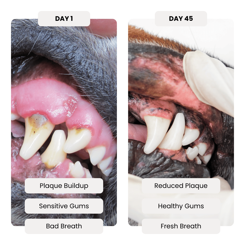 Before and after comparison of a dog's mouth showing plaque buildup, sensitive gums, bad breath, reduced plaque, healthy gums, and fresh breath.