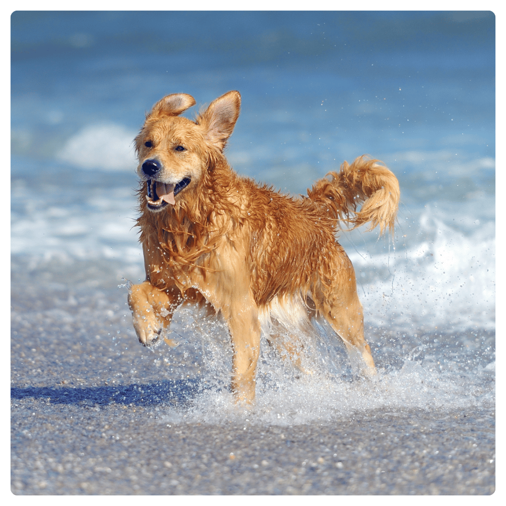 A golden retriever dog running through ocean water on a beach, with waves and pebbles visible in the background.