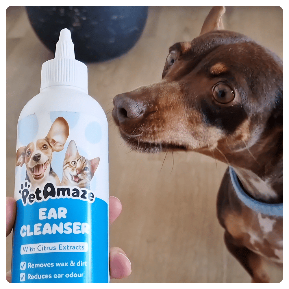 PetAmaze ear cleanser bottle held by a person with a dog looking at it.