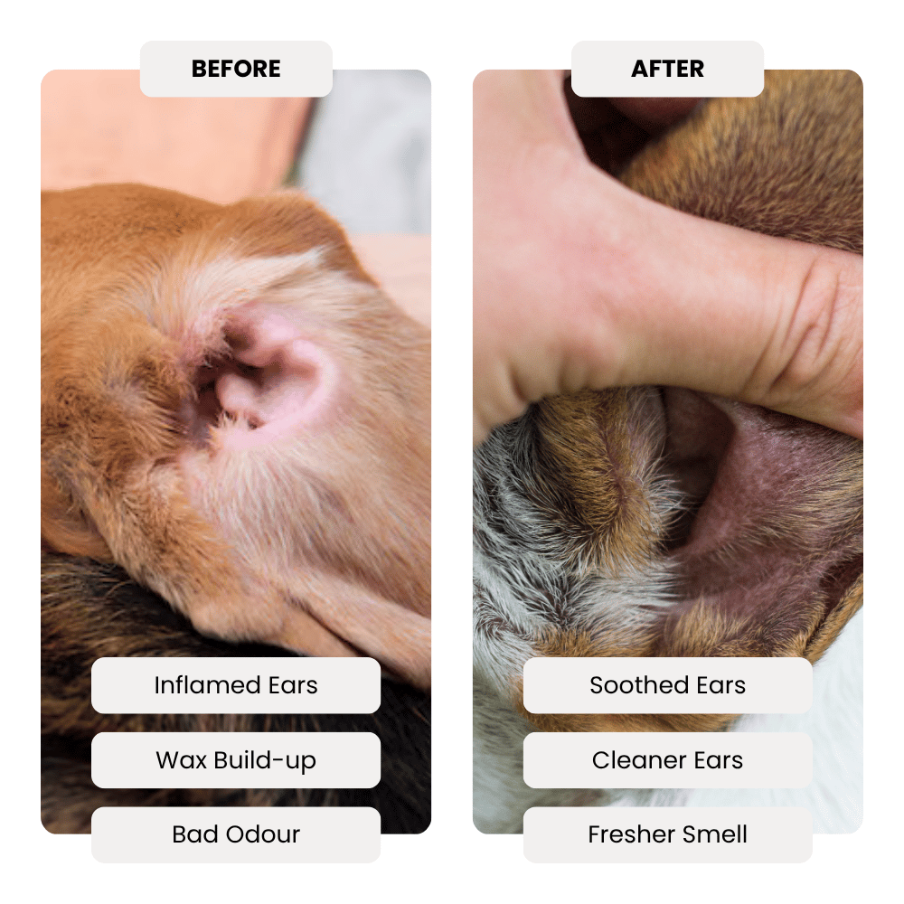 Before and after comparison of a dog's ears with text indicating improvements.