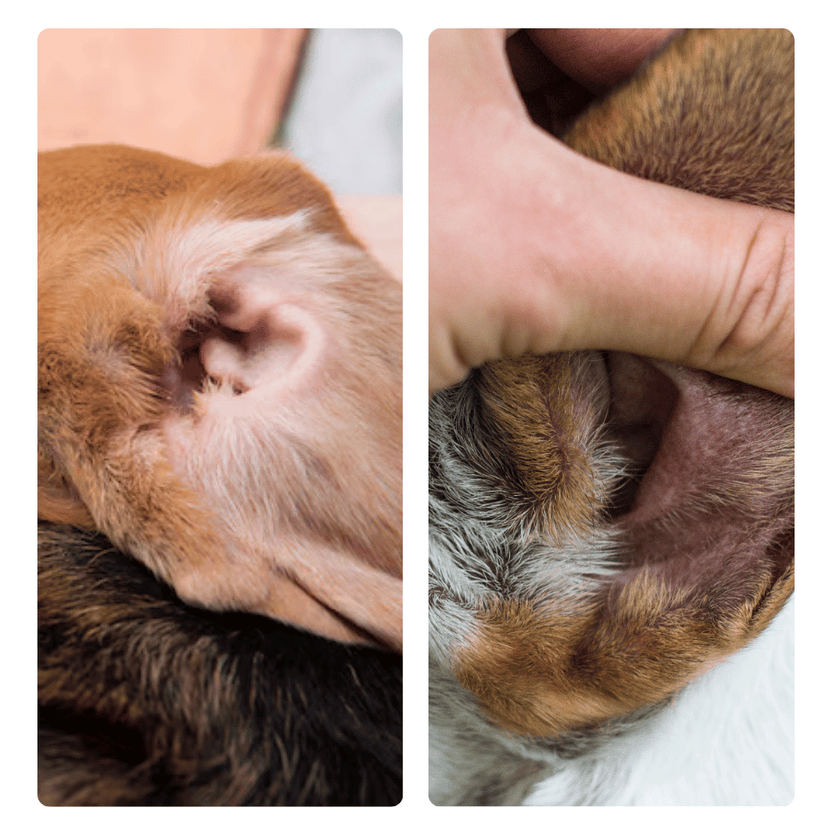 Close-up of a dog's ear being examined by a person.
