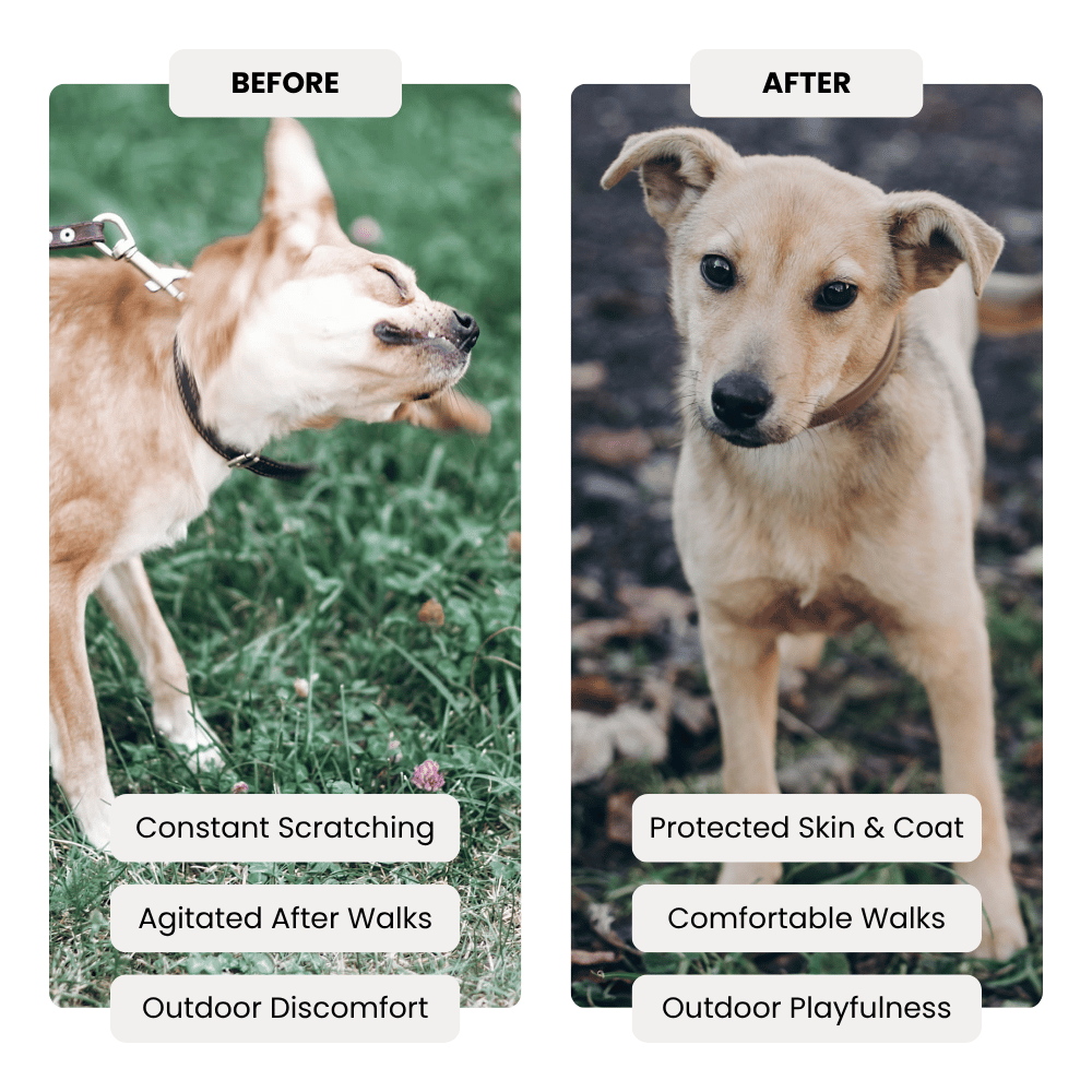 Before and after comparison of a dog with skin issues on a grassy background.