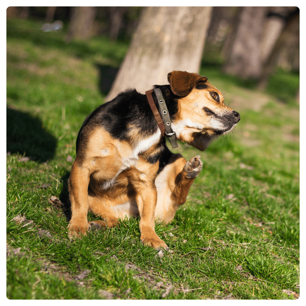Dog sitting on grass scratching neck while wearing PetAmaze flea and tick collar
