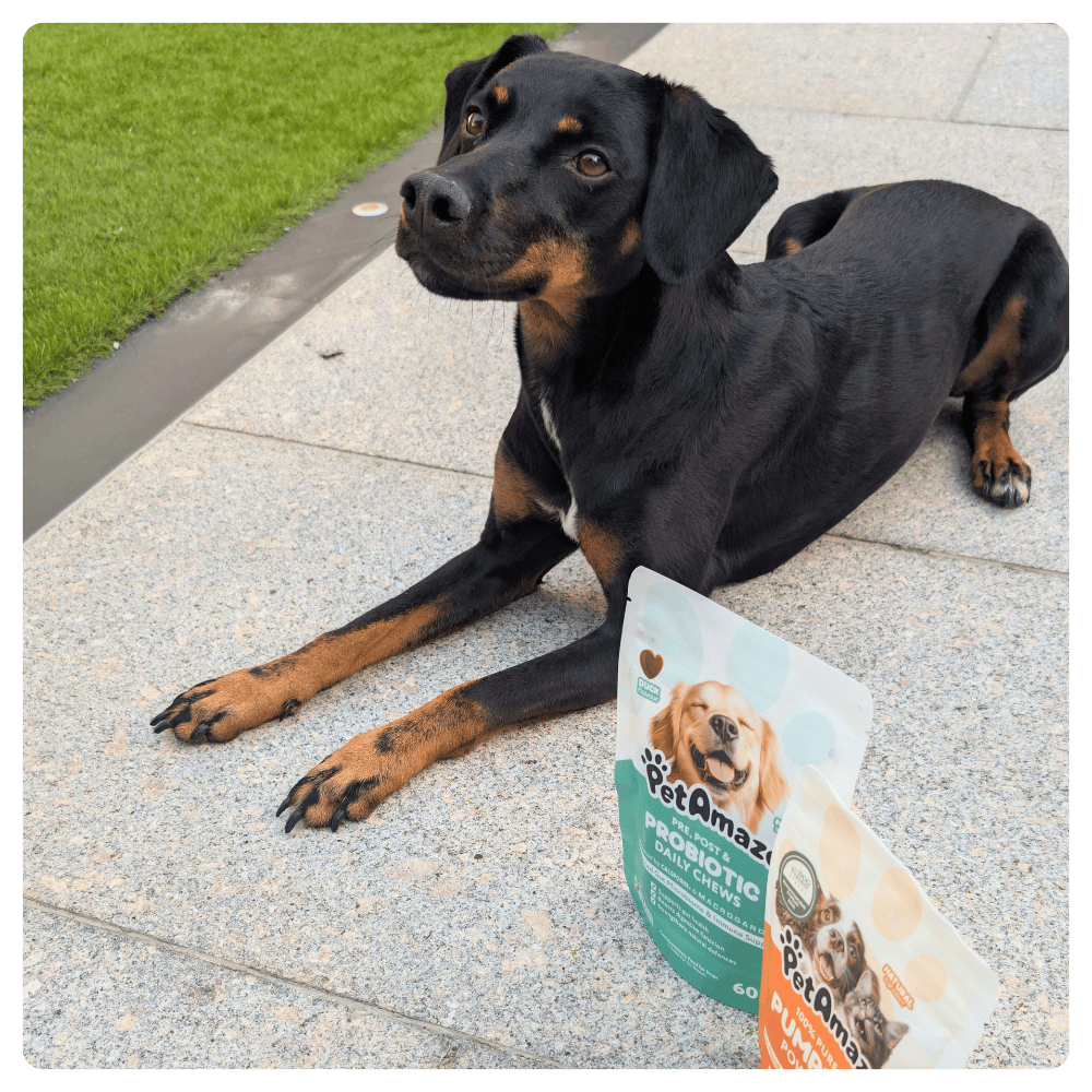 Dog sitting outdoors next to PetAmaze scottish pumpkin powder and probiotic daily chews