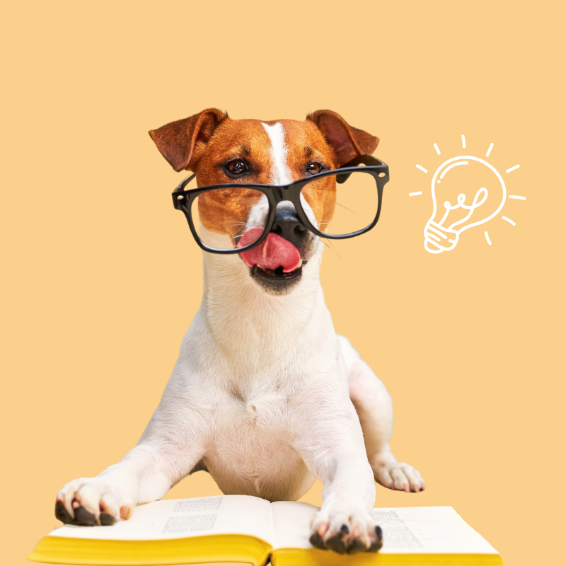Dog wearing glasses sitting on an open book with a light bulb icon on a yellow background