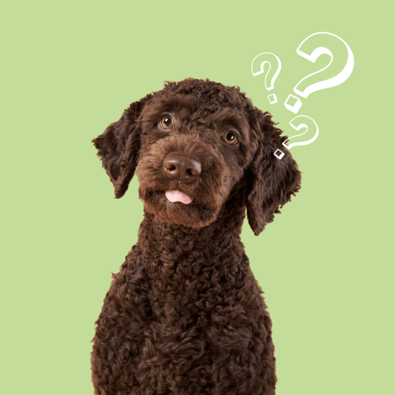 Brown curly-haired dog with question marks above its head on a green background