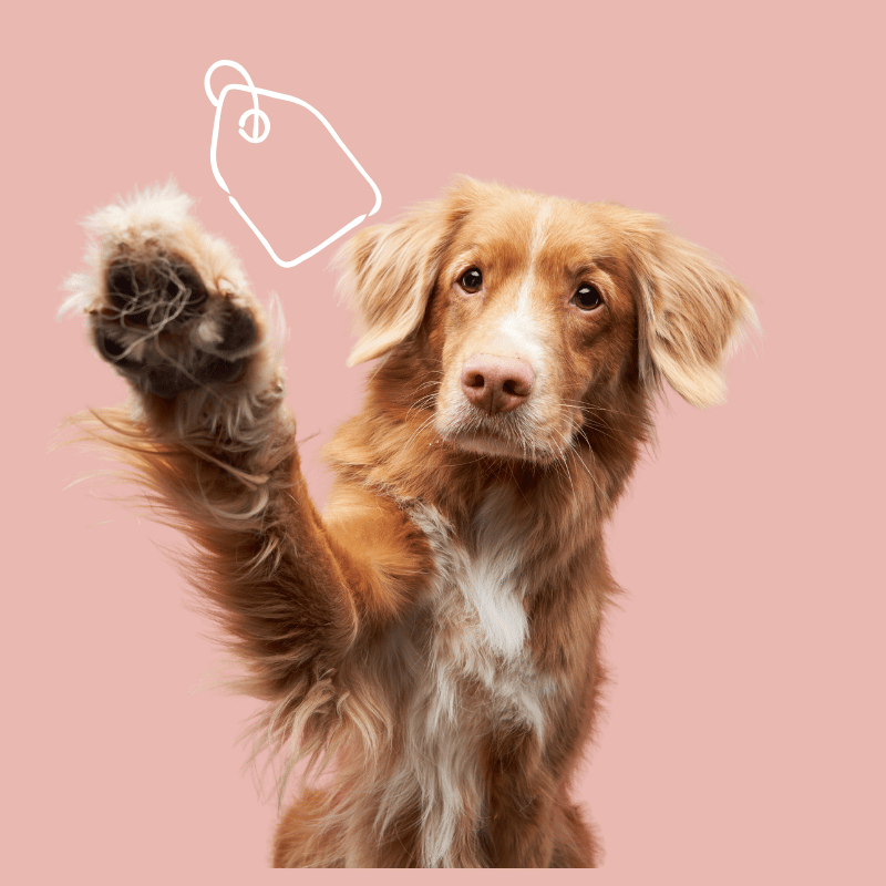 Dog with a raised paw on a pink background