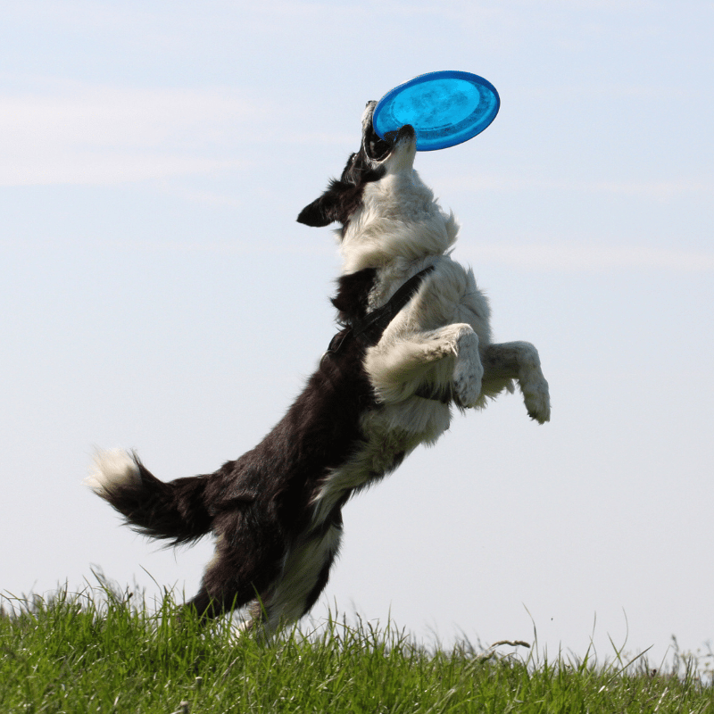 Dog catching a blue frisbee in mid-air with a clear sky background