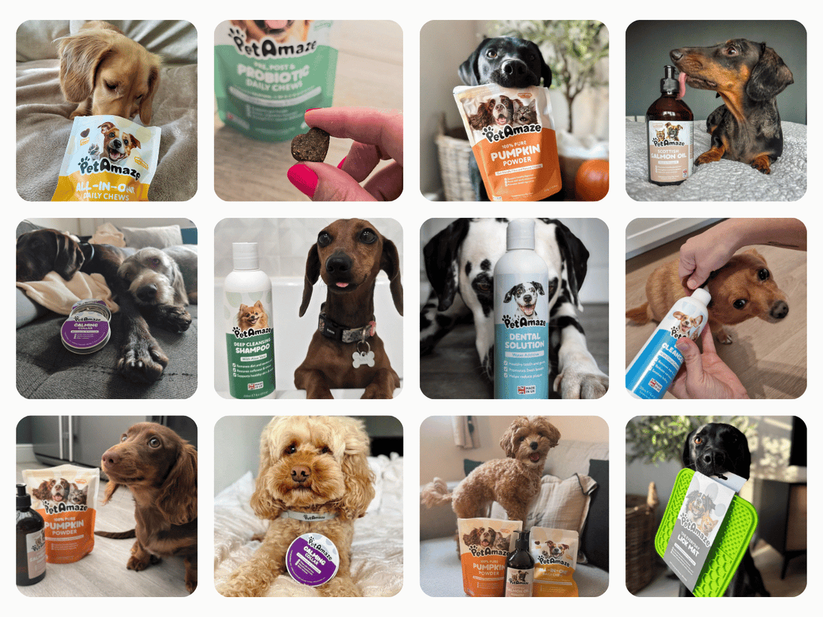 Collage of images featuring dogs with PetAmi products.