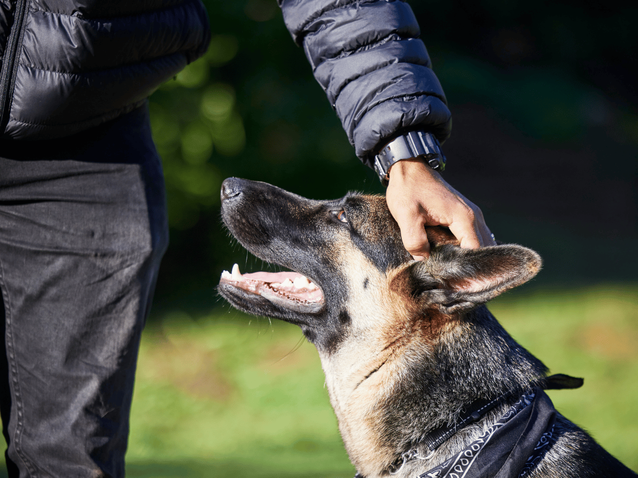 Person petting a German Shepherd dog outdoors with a blurred natural background