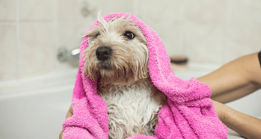 A small dog wrapped in a towel after a bath, highlighting proper drying after washing your dog.