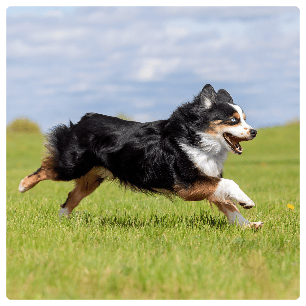 Dog running on a grassy field with a blue sky in the background