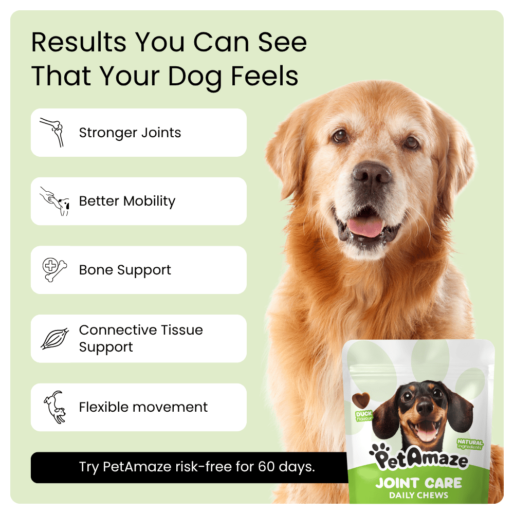 Dog with PetAmaze joint care product packaging on a green background