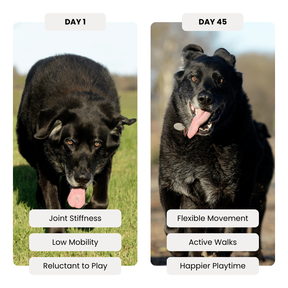 Joint Care Daily Chews - Sample Pack