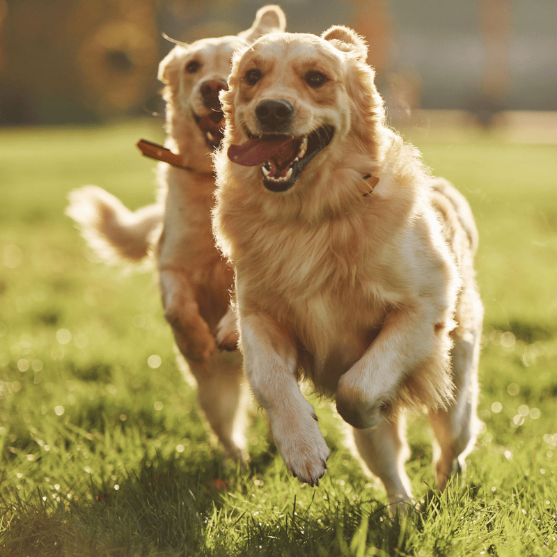 Two golden retrievers running on a grassy field with a blurred background