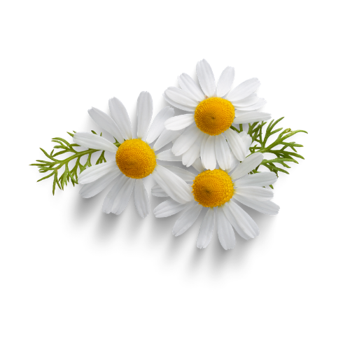 Three white flowers with yellow centers and green leaves on a white background
