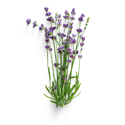 Bouquet of lavender flowers on a white background