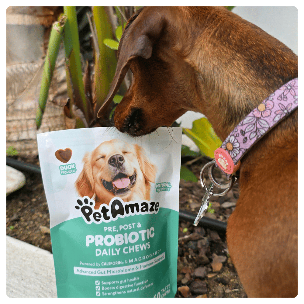 Pre, Post & Probiotic Daily Chews