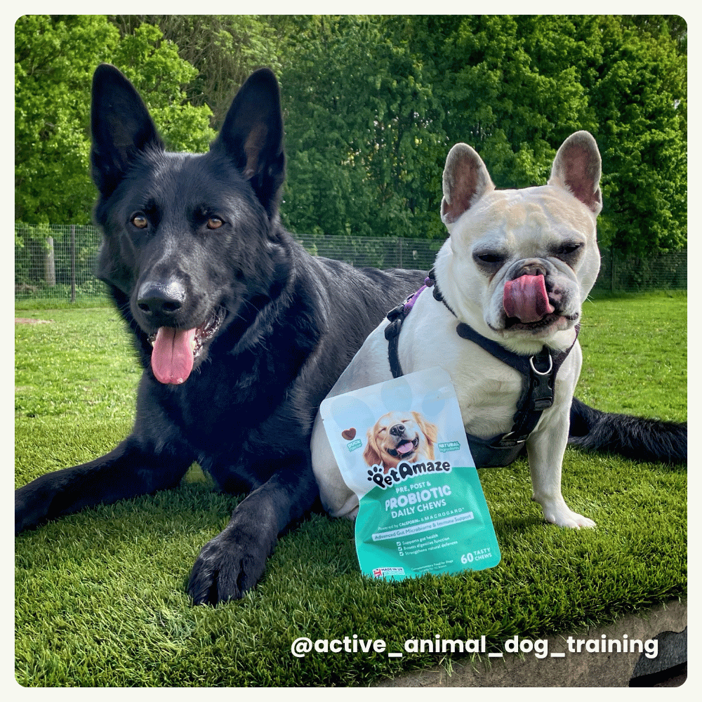 Two dogs lying on grass with a package of PetAmaze probiotic daily chews between them.