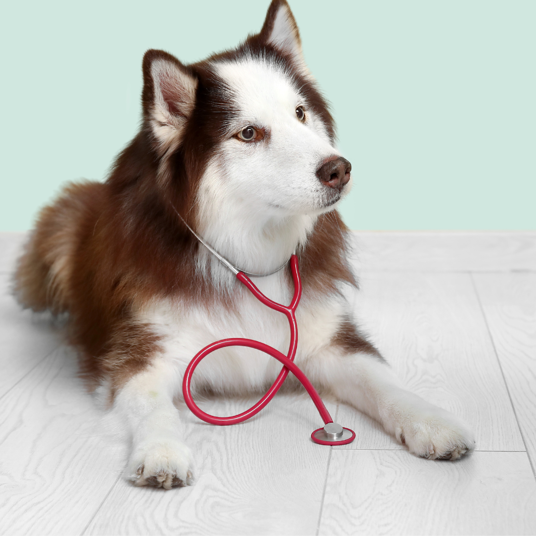 Online Veterinary Consultation