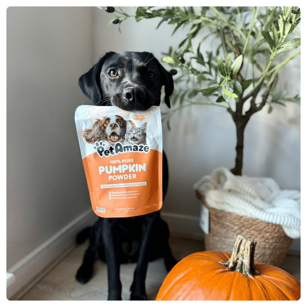 Black labrador holding PetAmaze Pumpkin Powder bag on mouth sitting indoors