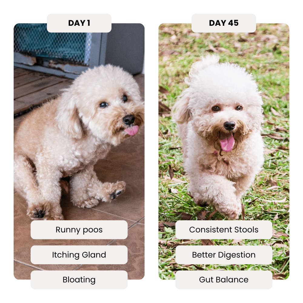 Before and after comparison of a dog's condition improvement over 45 days.