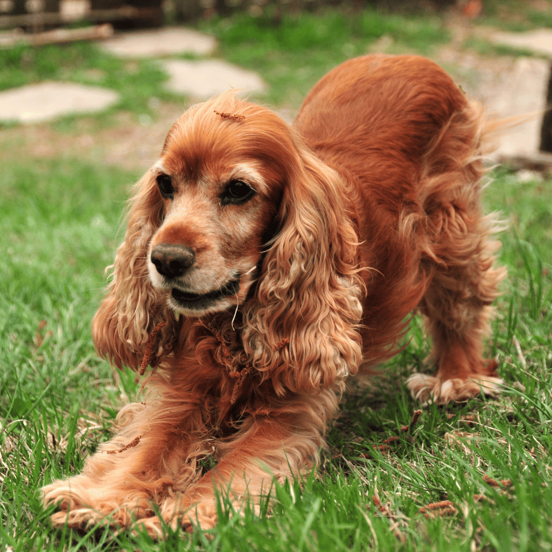 Brown dog with floppy ears sitting on green grass