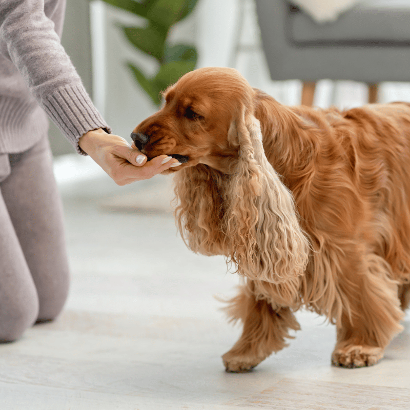 Dog interacting with a person's hand on a light-colored floor.