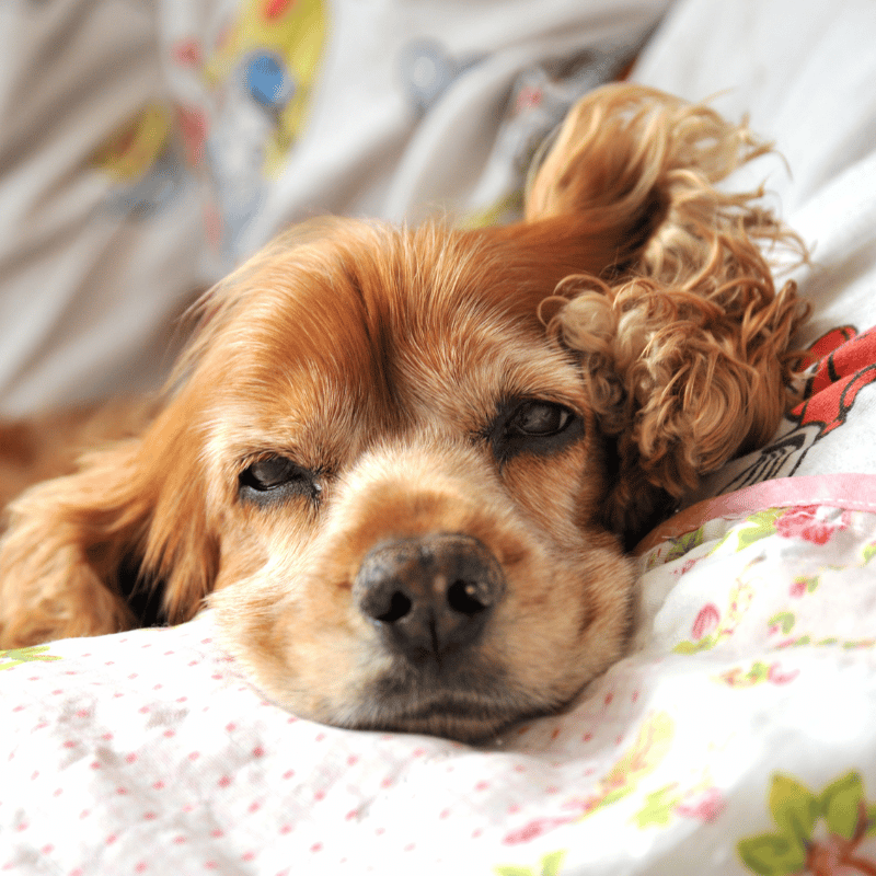 Dog lying on a floral blanket with a soft focus background